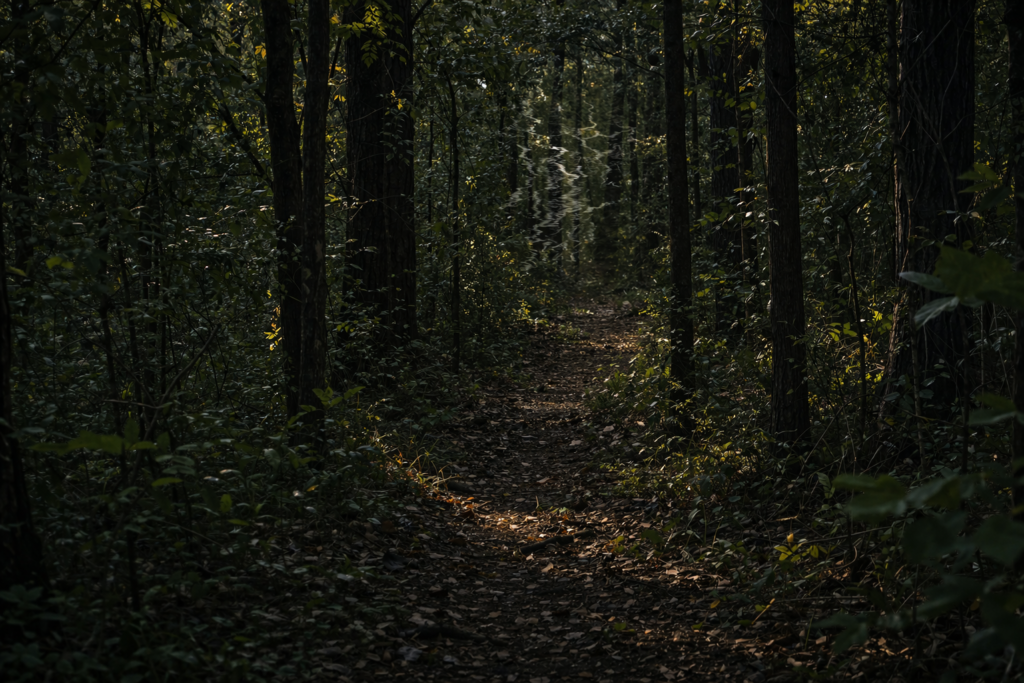 Mystical forest trail at twilight


